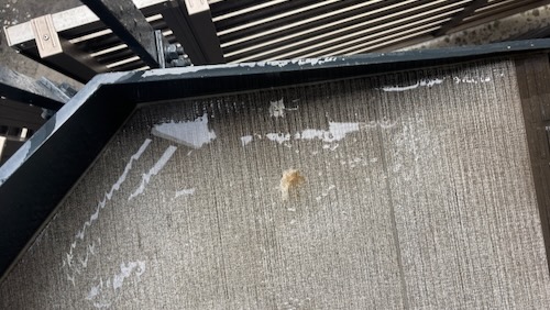 鳩の糞